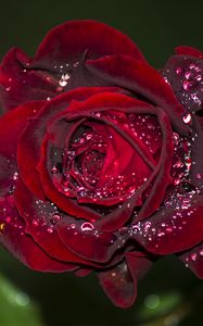 Preview wallpaper rose, red, drops, macro