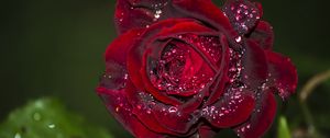 Preview wallpaper rose, red, drops, macro