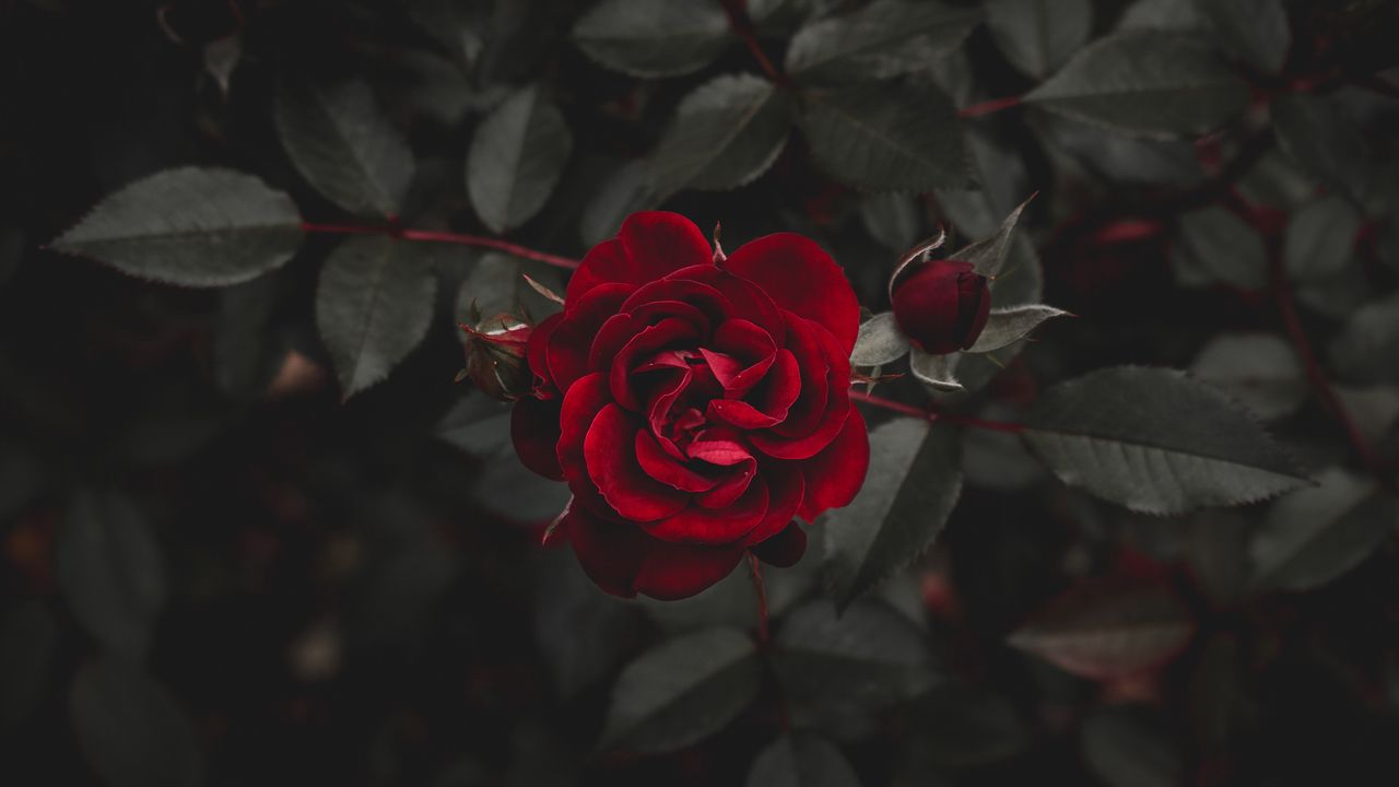 Wallpaper rose, red, flower, bud
