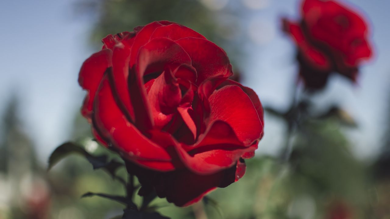 Wallpaper rose, red, flower, dark, saturated