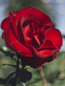 Preview wallpaper rose, red, flower, dark, saturated