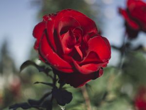 Preview wallpaper rose, red, flower, dark, saturated