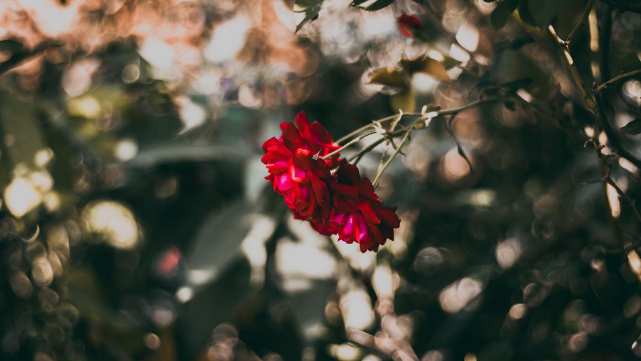 Wallpaper rose, red, flower, plant, bloom
