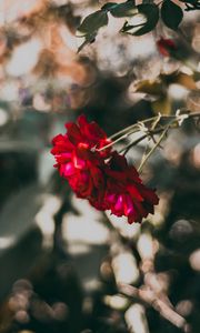Preview wallpaper rose, red, flower, plant, bloom
