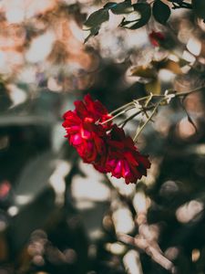 Preview wallpaper rose, red, flower, plant, bloom