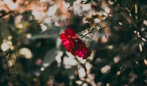 Preview wallpaper rose, red, flower, plant, bloom