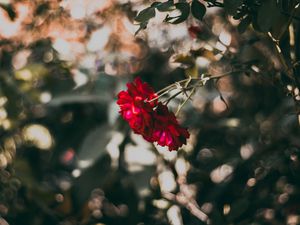 Preview wallpaper rose, red, flower, plant, bloom