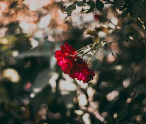Preview wallpaper rose, red, flower, plant, bloom