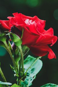 Preview wallpaper rose, red, flower, buds, macro