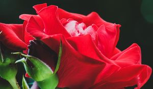 Preview wallpaper rose, red, flower, buds, macro