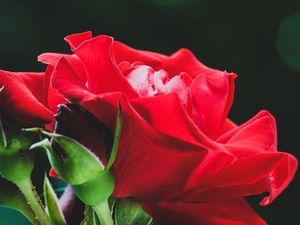 Preview wallpaper rose, red, flower, buds, macro