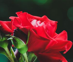 Preview wallpaper rose, red, flower, buds, macro