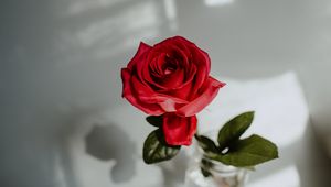 Preview wallpaper rose, red, flower, closeup