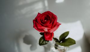 Preview wallpaper rose, red, flower, closeup