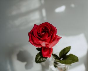 Preview wallpaper rose, red, flower, closeup