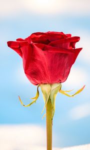 Preview wallpaper rose, red, flower, closeup, macro