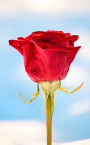 Preview wallpaper rose, red, flower, closeup, macro