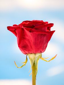 Preview wallpaper rose, red, flower, closeup, macro