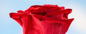 Preview wallpaper rose, red, flower, closeup, macro