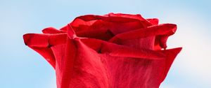 Preview wallpaper rose, red, flower, closeup, macro