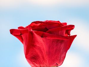 Preview wallpaper rose, red, flower, closeup, macro