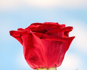 Preview wallpaper rose, red, flower, closeup, macro