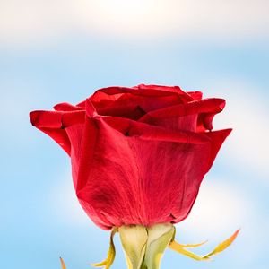 Preview wallpaper rose, red, flower, closeup, macro
