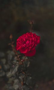 Preview wallpaper rose, red, flower, macro, closeup