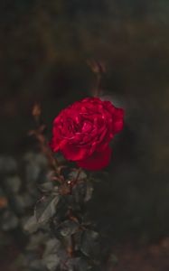 Preview wallpaper rose, red, flower, macro, closeup