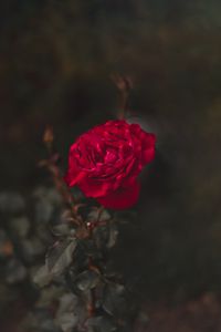 Preview wallpaper rose, red, flower, macro, closeup