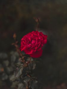 Preview wallpaper rose, red, flower, macro, closeup