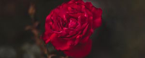 Preview wallpaper rose, red, flower, macro, closeup