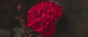 Preview wallpaper rose, red, flower, macro, closeup