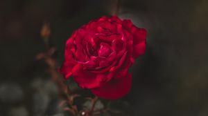 Preview wallpaper rose, red, flower, macro, closeup