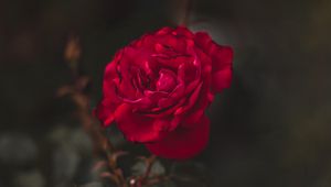Preview wallpaper rose, red, flower, macro, closeup