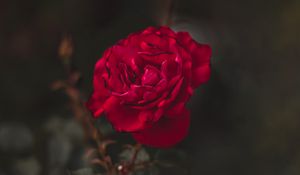 Preview wallpaper rose, red, flower, macro, closeup