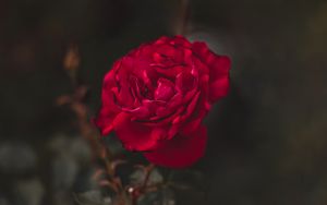 Preview wallpaper rose, red, flower, macro, closeup