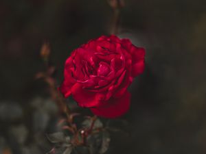 Preview wallpaper rose, red, flower, macro, closeup
