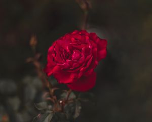 Preview wallpaper rose, red, flower, macro, closeup
