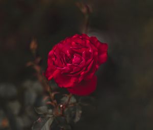 Preview wallpaper rose, red, flower, macro, closeup