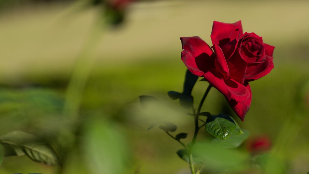 Wallpaper rose, red, flower, bloom, plant