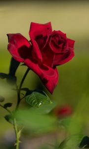 Preview wallpaper rose, red, flower, bloom, plant