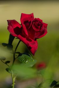 Preview wallpaper rose, red, flower, bloom, plant