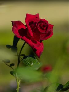 Preview wallpaper rose, red, flower, bloom, plant