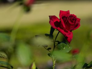 Preview wallpaper rose, red, flower, bloom, plant