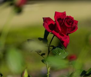 Preview wallpaper rose, red, flower, bloom, plant
