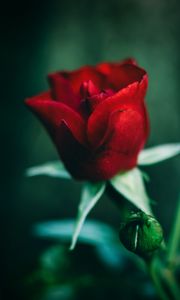 Preview wallpaper rose, red, flower, closeup