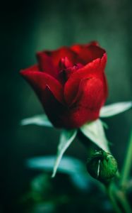 Preview wallpaper rose, red, flower, closeup