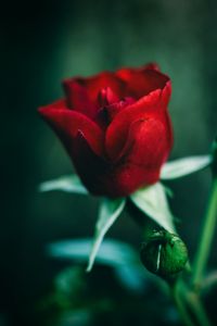 Preview wallpaper rose, red, flower, closeup