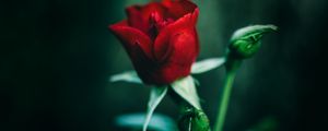 Preview wallpaper rose, red, flower, closeup